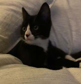 Photo of Peanut Iranistan Kitten