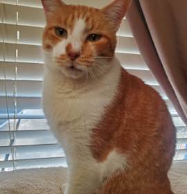 Photo of Cheddar (Formerly Bruce)