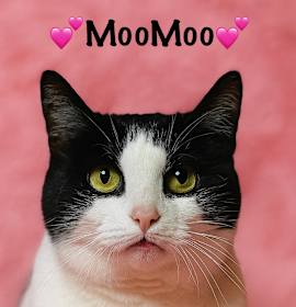 Photo of MooMoo