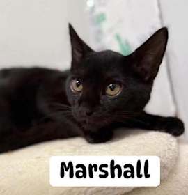 Photo of Marshall