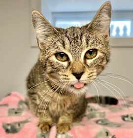 Photo of Peanut Butter