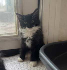 Photo of Sylvester A25-244