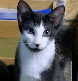 Photo of Tennessee Jr.