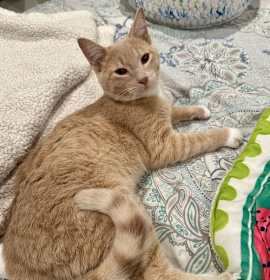 Photo of Pitel - KITTEN in foster