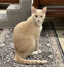 Photo of Nova - KITTEN in foster