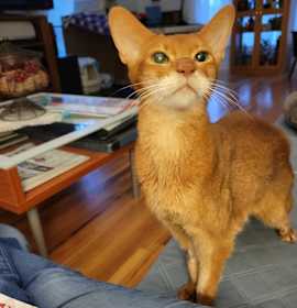 Photo of Max Goldman