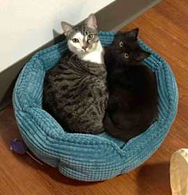 Photo of Skittles C Socia & Winnie C Jean BONDED PR.