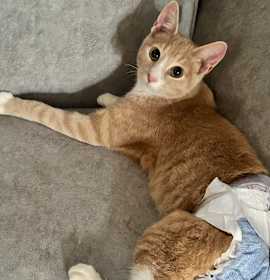 Photo of Dung Beetle