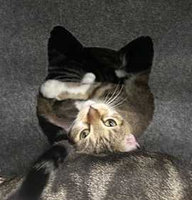 Photo of Sweet Peaches