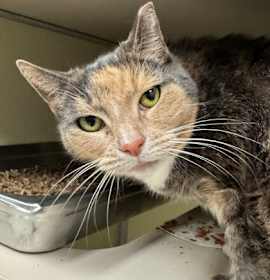 Photo of Reeboks With The Straps