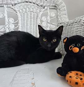 Photo of McDobie 55427