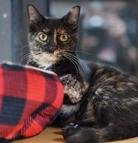 Photo of Straight Edge