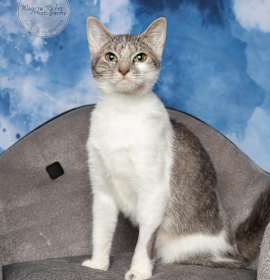 Photo of Tresslegee - Adopted