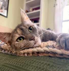 Photo of Bella (nice kitty seeks quiet home)