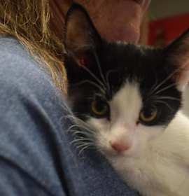 Photo of Zeus (Mahoney K1)