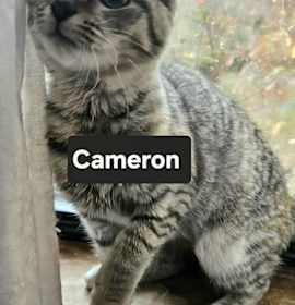 Photo of Cameron