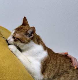 Photo of Caramel (kit 2 of 8)