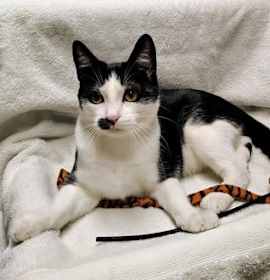 Photo of Checkers (kit 6 of 8)