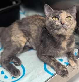 Photo of Queenie 25-6515F