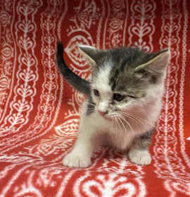 Photo of BOLT (RESCUE ONLY)