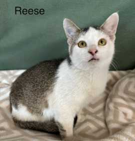 Photo of Reese