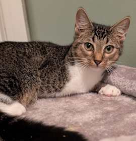 Photo of 7453 Mirage