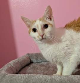 Photo of 7405 Plunger