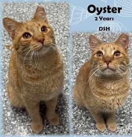 Photo of Oyster