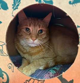 Photo of Mac n' Cheese