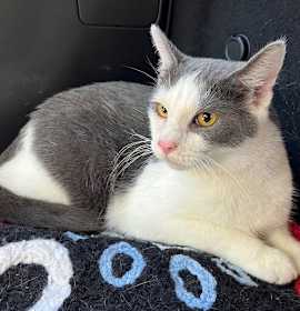 Photo of FEISTY FRED