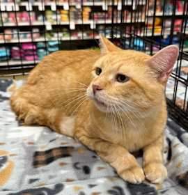 Photo of Crookshanks