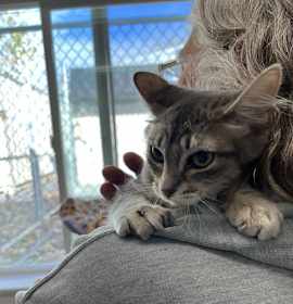 Photo of Kitten - Tortilla