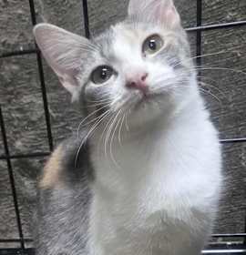 Photo of Calico Girl