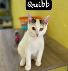 Photo of Quibb