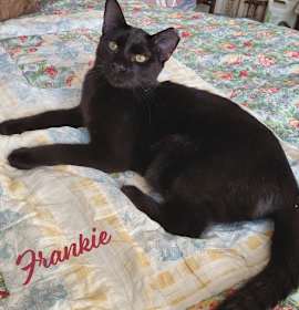 Photo of Frankie #bonded-to-Sweet-Peach