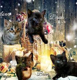 Photo of Briar *kitten*