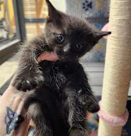 Photo of Rocky Racoon