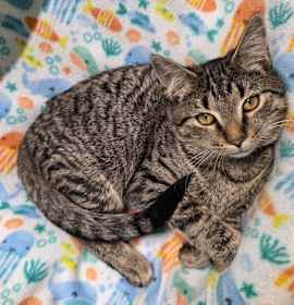 Photo of OIfelia (Pink collar)