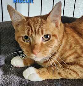 Photo of Biscuit
