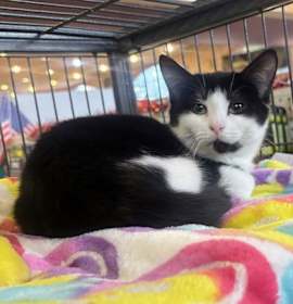 Photo of Coraline Kitten