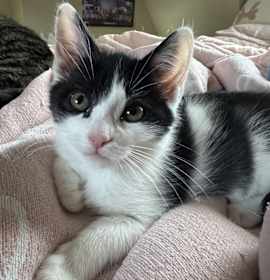 Photo of Parker (25-220 C)