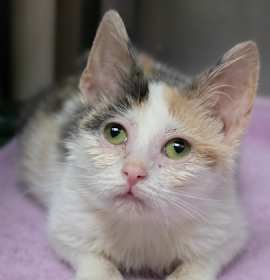 Photo of Peppermint Patty