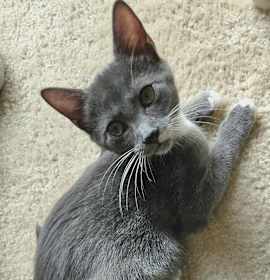 Photo of Dwayne “The Rock” Johnson