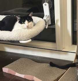 Photo of Reed and Oboe