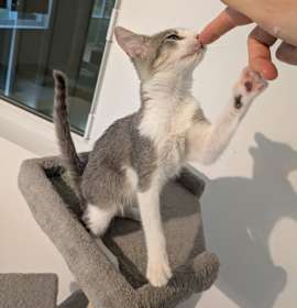 Photo of Ash Da Bomb FIV+