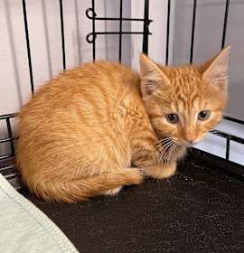 Photo of Lurch Addams