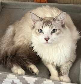 Photo of Lynxpoint Brother