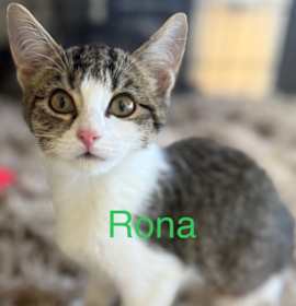 Photo of Rona