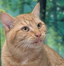 Photo of Camembert SHY CAT SPECIAL $20