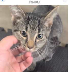 Photo of Ronald Weasley